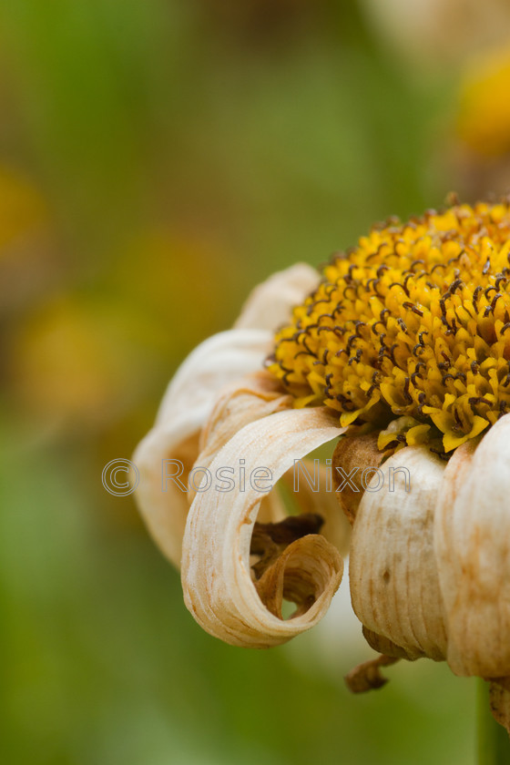 shasta daisy flowers 
 A macro of the textures on an old shasta daisy flower as it decays in Autumn. 
 Keywords: shasta daisy, yellow, textures, petal, botanical, curves, flower, floral, flora, macro, close up, beauty in decay, nature, natural, shimmer, Leucanthemum, daisy, garden, plant, stamen, stigma, Chrysanthemum, seasonal, autumn, September