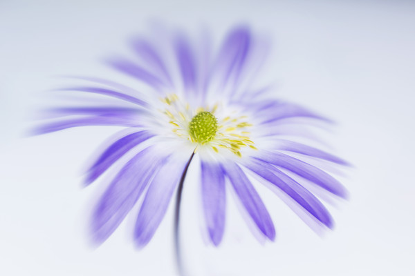 blue-anemone-blanda-4 
 a blue anemone blanda 
 Keywords: anemone blanda, winter windflower, blue, petals, flower, bloom, single, macro