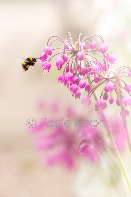 1-c-n-bee-allium-june 
 A bee flying towards purple Allium cernuum flowers 
 Keywords: bee, fly, flowers, june, allium, purple, wildlife, garden, nature, dreamy, soft, romantic, pastel, portrait orientation, Allium cernuum, nodding onion, lady's leek