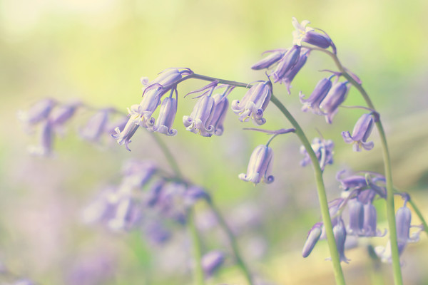 Perthshire bluebells 
 bluebell flowers 
 Keywords: bluebells, flowers, leavesnbloom,fine art,Perthshire,Rosie Nixon,interior design, wall art, photography, living room, bedroom, lounge, bathroom, ensuite, lobby, hall, vestibule, study, office, sitting room, den, family room, drawing room, foyer, library, sunroom, conservatory