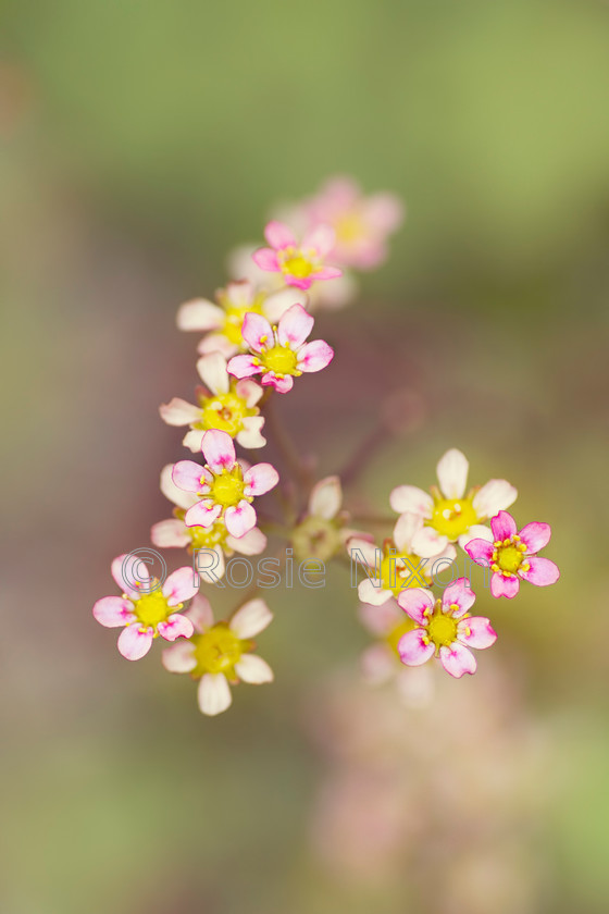 saxifraga-unshrp 
 Saxifraga flowers 
 Keywords: saxifraga, flowers, blooms, garden, alpine, scree, summer, garden, shallow depth of field, macro