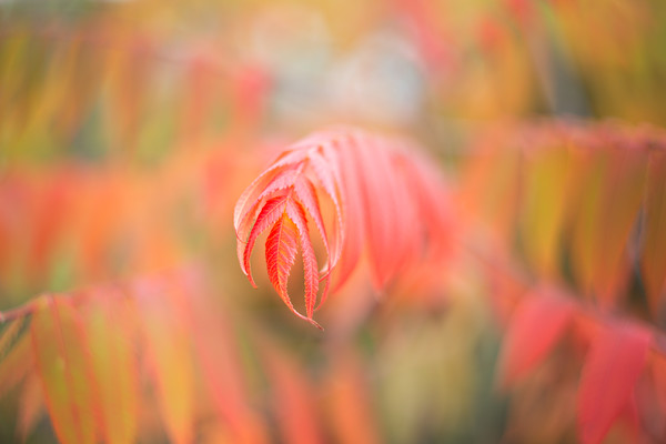 rhus O5A9005 
 Keywords: Bokeh, Countries, Other Keywords, Photography Jargon, Scotland, Seasons, autumn, foliage, garden photography, helios, leaves, m42, rhus, vintage lens