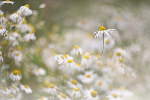 O5A3357 
 Keywords: Bokeh, Countries, Daisy, Leucanthemum vulgare, Other Keywords, Oxeye Daisy, Perthshire, Photography Jargon, Scotland, Seasons, Summer, UK, blooms, colours, countryside, dreamy, field, flowers, garden photography, helios, m42, native, native plant, nature, outdoors, ox eye daisies, pastels, photography, plant, selective focus, vintage lens, white, wildflower, wildflowers