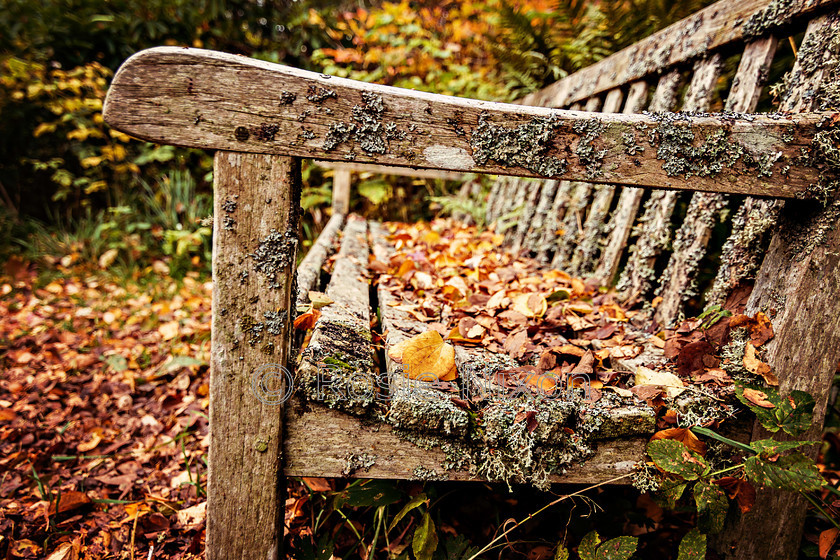 battleby-4 
 Battleby in autumn 
 Keywords: bench, lichen, leaves, foliage, autumn, fall, seasonal, Scotland, Perth, Perthshire, colour, wooden