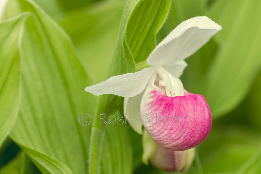 Cypripedium-reginae-unshrp 
 Showy Lady's Slipper Cypripedium reginae 
 Keywords: Showy Lady's Slipper, Cypripedium reginae, orchid, garden, plant, scotland, perthshire, plant, terrestial, outdoors