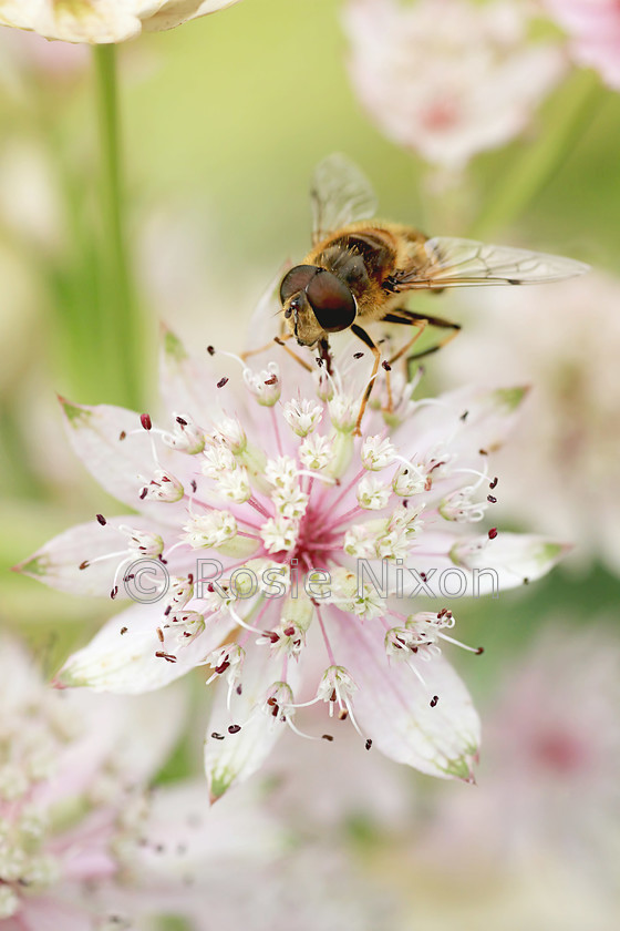 1-c-n-In-Praise-of-Pollinators 
 A little hoverfly on an astrantia flower 
 Keywords: astrantia, flower, bloom, leavesnbloom, nature, outdoors, pollinator, hoverfly