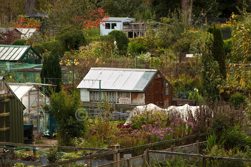 O5A9140 
 Keywords: Scotland, allotments, autumn, garden photography, buildings, greenhouses, sheds, outdoors, trees, flowers, vegetables, Perth, gardening