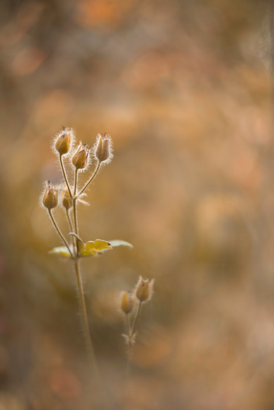 geranium-seedheads 
 Geranium seedheads 
 Keywords: Countries, Other Keywords, Photography Jargon, Scotland, flowers, garden photography, geranium, helios, legacy lens, m42, seedheads, vintage, vintage lens