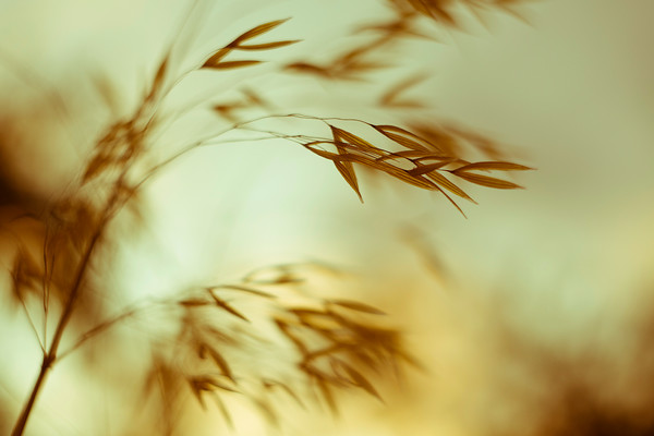 stipa-grass 
 stipa gigatica seed heads 
 Keywords: garden photography, grasses, ornamental grasses, stipa