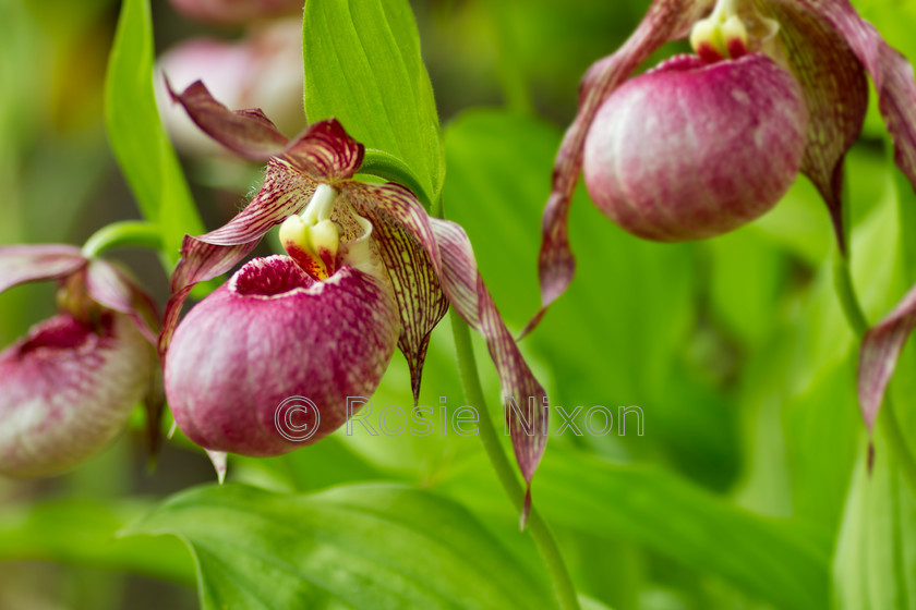 Cypripedium-2-unshrp 
 garden orchid, Cypripedium Aki with pinkish red flowers in early summer. 
 Keywords: garden, orchid, Cypripedium, Cypripedium Aki, flower, plant, outdoors, scotland, woodland, shade, perthshire