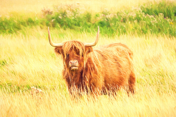 highland-cow-painterly-1 
 A painterly piece of digital art of a native Scottish Red Highland bullock in Angus, Scotland. 
 Keywords: cattle, highland, cow, bovine, animal, red, coat, horns, long, Bò Ghàidhealach, kyloe, hair, scottish breed, agriculture, humour, bullock, face, shaggy