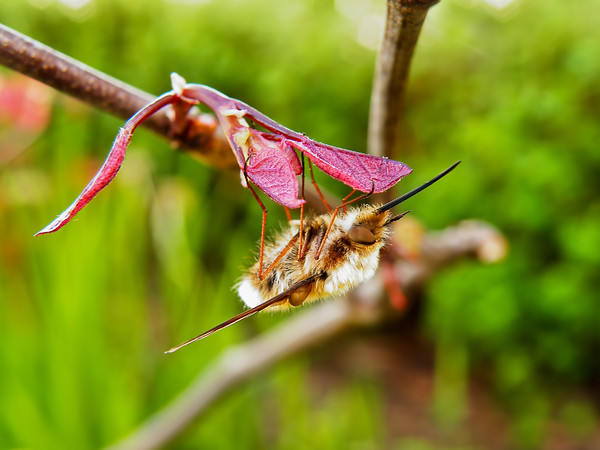 bee-fly