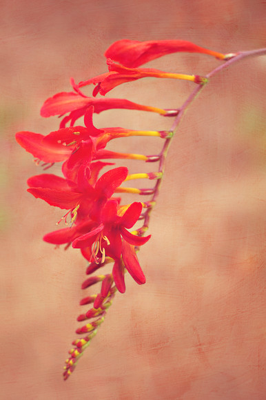 crocosmia 
 crocosmia 
 Keywords: crocosmia, Rosie Nixon, leavesnbloom fine art and photography