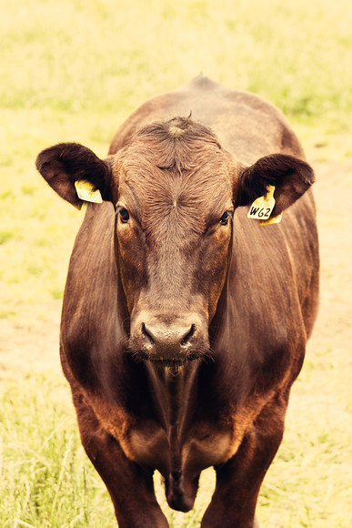 limousin-cattle-2 
 A photographic image of a Black Limousin bullock in Perthshire, Scotland. 
 Keywords: limousin, livestock, cattle, close up, countryside, beef, bullock, agriculture, bovine, Perthshire, Scotland, breed, humor, face, portrait orientation