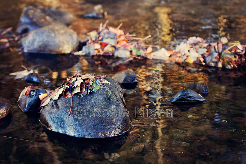 stranded-leaves 
 leaves piled on rocks on river 
 Keywords: autumn, fine art, foliage, leaves, Perth, Perthshire, river, rocks, Scotland