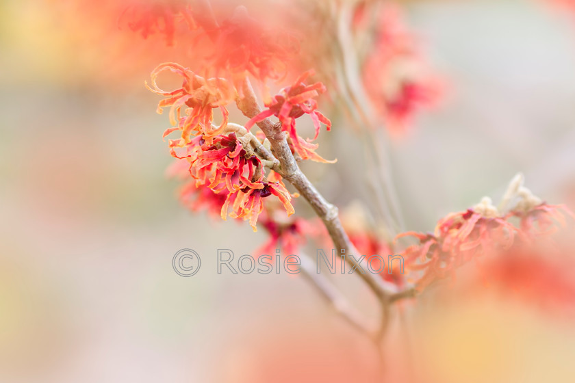 witchhazel-diane-unshrp 
 Red winter interest flowers 
 Keywords: witch hazel, diane, winter, flowers, garden, botanical,Hamamelis Intermedia Diane, red,shrub