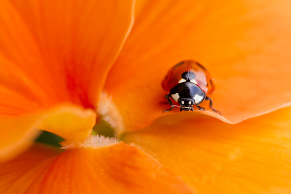 52215 
 A close up of a 7 spot ladybird on an orange pansy flower 
 Keywords: ladybird, ladybug, seven spot, Coccinella 7-punctata, animal, antenna, beetle, closeup, coccinella, coleoptera, detail, ecology, elytra, entomology, face, flower, front, looking, insect, macro, nature, petal, flower, flora, garden plant, single flower, spring, pansy, predominant orange color, red, colour image, coloured background, extreme close up, nature, one animal, tangy, zesty, vibrant, colourful, colorful, outdoors, Scotland, bright, refreshing