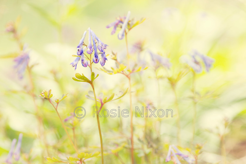 Corydalis-flexuosa 
 Corydalis flexuosa 
 Keywords: Corydalis flexuosa, blue, flowers