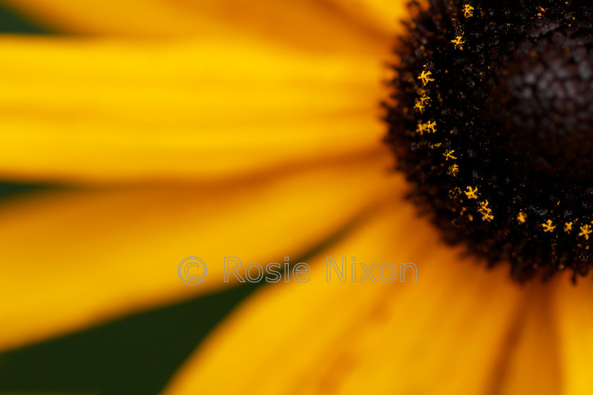 yellow rudbeckia flowers 
 Close up macro of a Rudbeckia fulgida var sullvantii 'Goldstrum' flower in late summer. 
 Keywords: flower, rudbeckia, Rudbeckia fulgida var. sullvantii 'Goldsturm', yellow, black eyed susan, petal, stamen, macro, close, up, flora, bloom, pollen, garden, plant, perennial, herbaceous, botanical, botany, nature, natural, Summer, late, flowers, flower, flowering, botany, botanical, asteraceae, compositae, horticulture, floral, flora, floret, anther, stamen, filament, colour, color, perennial, bloom, blossom, coneflowers, coneflower, Perthshire, Scotland, UK,landscape