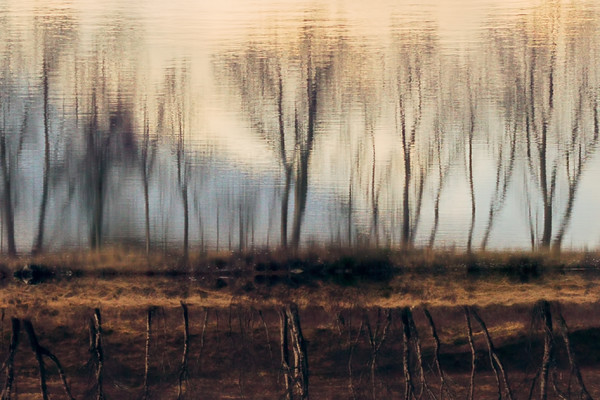 rannoch-moor-trees 
 Rannoch moor reflections in February 
 Keywords: Rannoch Moor, impressionist, blur, reflection, trees, february, winter, Argyll and Bute