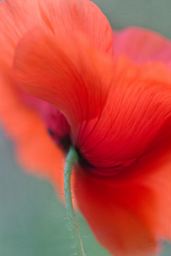 papaver-rhoeas 
 Field Poppy 
 Keywords: Papaver rhoeas, field poppy, flower, native, wildflower, orange, petals