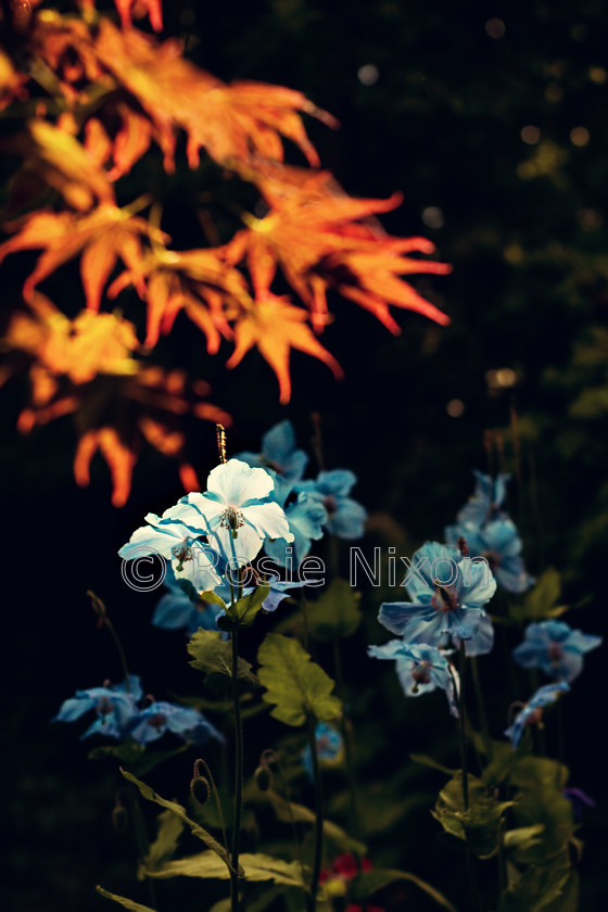 blue-poppies-highlighted 
 Keywords: Himalayan blue poppies,directional light, blue,poppy, flowers,botanical, meconopisis