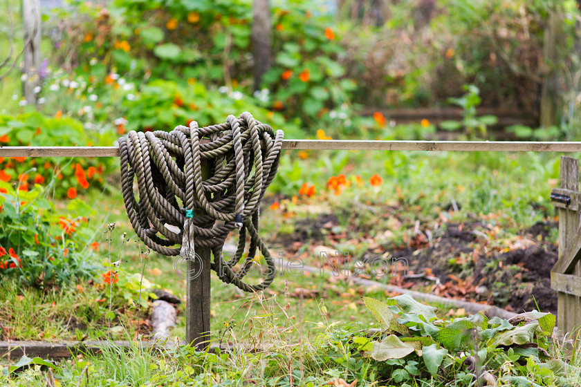 O5A9125 
 Keywords: allotments, autumn, garden photography, rope, fence, flowers, garden