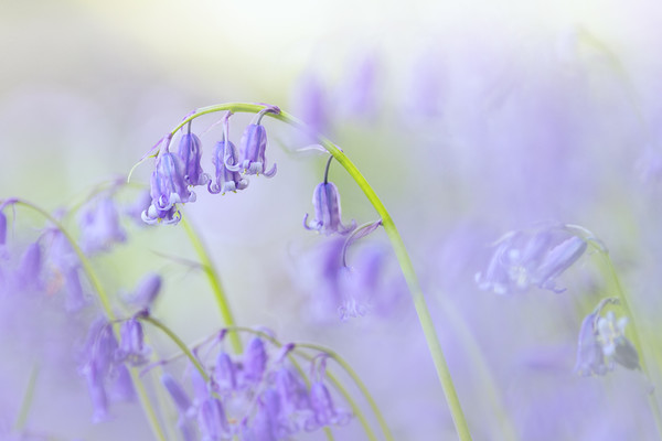 wildflower-bluebell-scotland-2 
 Keywords: bluebells wildflowers dreamy Scotland spring blue blur