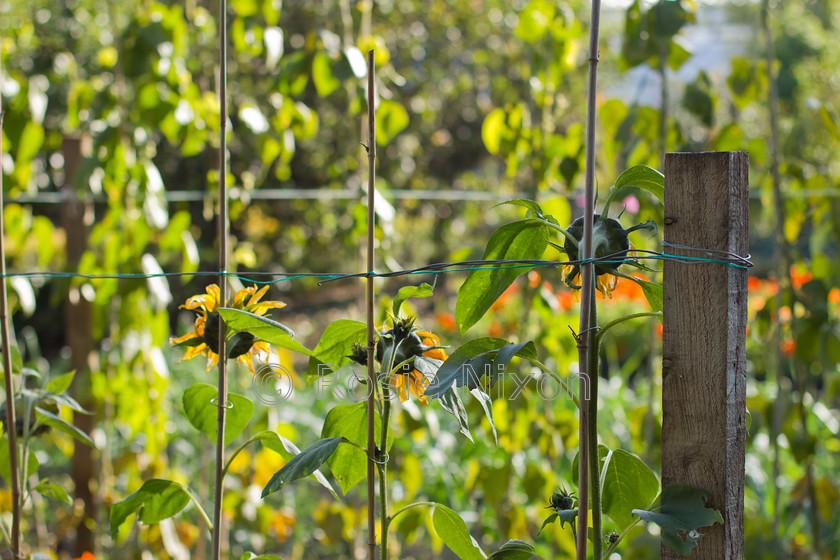 garden sunflowers in a row 
 a row of sunflowers facing the sun and tied to bamboo canes in the garden. 
 Keywords: Helianthus annuus, gardening, sunflowers, trellis, bamboo canes, yellow, flowers, blooms, fence, post, texture, sunlight, bokeh, horticulture, garden, row, string, ties, trellis, stems, floral, flora, botanical, inflorescence, head, Asteraceae, late summer, annual, landscape