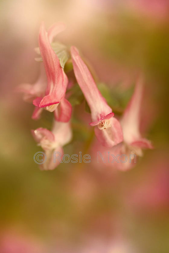 corydalis-beth-evans 
 corydalis beth evans 
 Keywords: corydalis beth evans