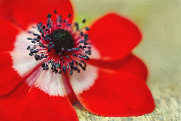 red anemone coronaria de caen 
 Anemone coronaria '(De Caen Group) 'Hollandia'' with added texture 
 Keywords: Anemone coronaria '(De Caen Group) 'Hollandia'',red, anemone coronaria de caen, flower, Rosie Nixon, leavesnbloom, petals, textured, botanical, bloom, bulb, spring,soft,dreamy, romantic,romance,poppy like flower,poppy anemone,floral,texture,painterly,still life