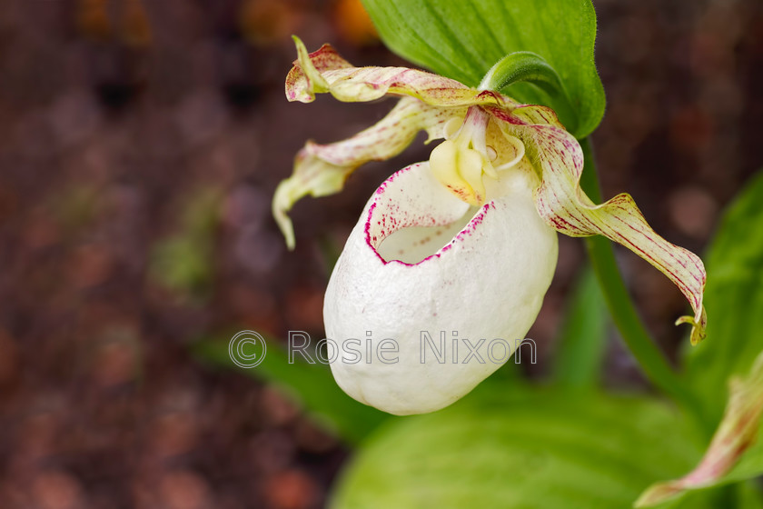 Cypripedium-unhrp 
 Cypripedium 
 Keywords: Cypripedium