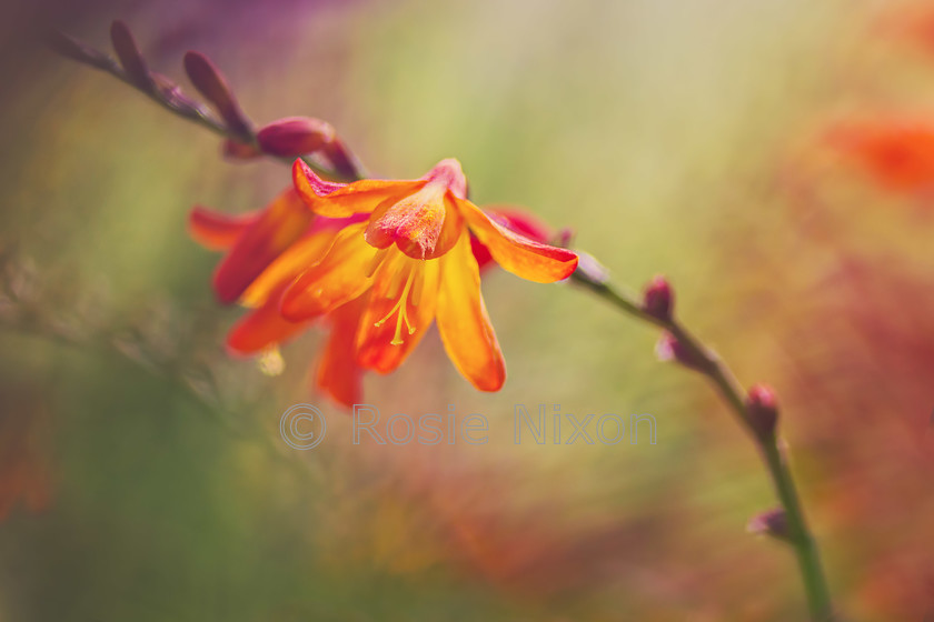 orange-crocosmia 
 Orange crocosmia flower macro 
 Keywords: orange, flower, crocosmia, summer, garden, macro, macrophotography