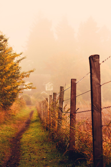 foggy morning perthshire path 
 A foggy morning along a Perthshire rural path 
 Keywords: fog, Perthshire, autumn, rural, fence, posts, foliage, scenic