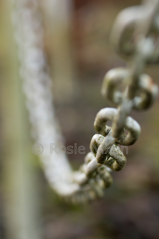 weathered chain link fence 
 weathered white and textured chain link fence along a garden boundary 
 Keywords: weathered, chain link fence, boundary, fence, metal, fencing, barrier, division, boundary, enclosed, repeating pattern, textured