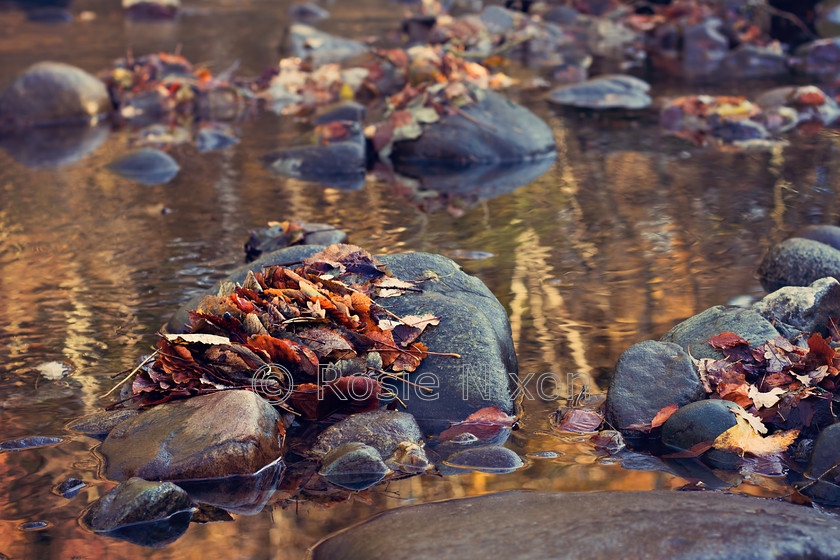 stranded-leaves-3 
 leaves piled on rocks on river 
 Keywords: fine art, foliage, leaves, Perth, Perthshire, river, rocks, Rosie Nixon, scenic, Scotland