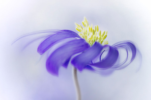 anemone-blanda-blue-texture 
 A lovely fresh blue anemone blanda flower with the hint of a fine art texture.

my facebook page: https://www.facebook.com/leavesnbloomphotos
website: www.leavesnbloom.com 
 Keywords: anemone blanda, beautiful, bloom, blue.botanical, fine art, floral, flower, freedom, fresh, garden plant, home decor home decor, leavesnbloom, modern, natural, nature, petals, pretty, rosie nixon, spring, texture, wall art, windflower