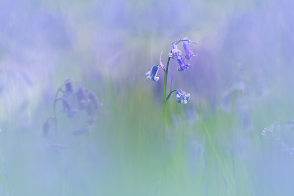 wildflower-bluebell-scotland-1 
 Keywords: bluebells wildflowers dreamy Scotland spring blue blur