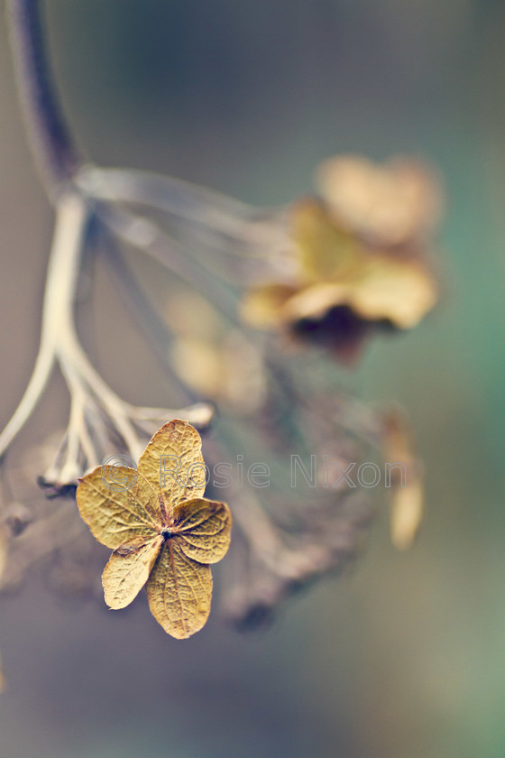 hydrangea-flower 
 Keywords: beauty in decay,hydrangea,flower,petal,brown,papery,winter